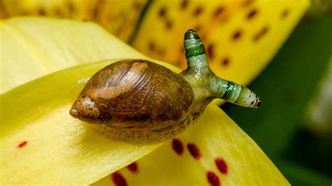  Leucochloridium paradoxum: Un parasite qui transforme les escargots en zombies colorés!