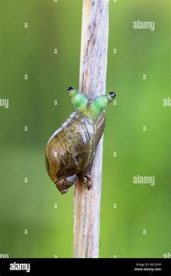  Leucochloridium Paradoxum: Un Ver qui Fait Chanter les escargots !