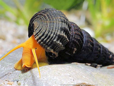  Limnea: Escargots d'eau douce qui glissent avec grâce malgré leurs coquilles enroulées!