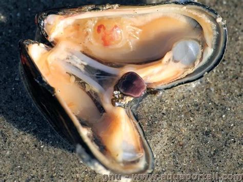  Moule! Un Bivalve Filtrant Ses Proies de la Colère des Vagues