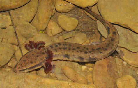 Mudpuppy, un amphibie aquatique aux yeux perçants qui adore se cacher dans les grottes obscures !