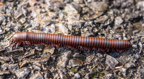  Narceus americanus : Une créature à mille pattes qui brille dans l'obscurité de la forêt !