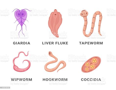  Neoderus Le parasite intestinal aux multiples facettes: un voyage fascinant au coeur de l'organisme