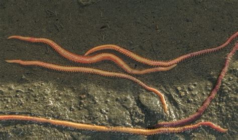  Odontosyllis!  This Burrowing Beast Boasts Bizarre Bristles and a Fascinating Feeding Frenzy