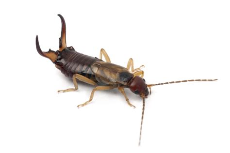  Oreille ! Cet insecte qui possède une capacité auditive exceptionnelle se cache dans les hautes herbes.