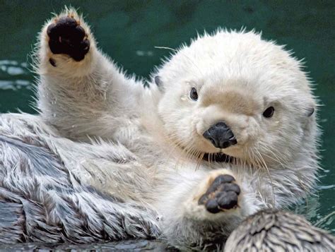  Loutre! Découvre l'adorable animal aquatique qui joue et se prélasse joyeusement