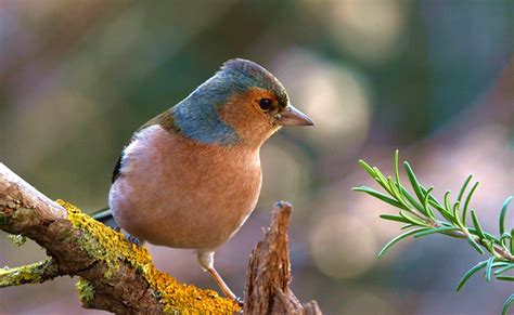  Pteaser! Un Oiseau aux Plumes Brillantes et au Chant Mélodieux