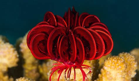  Queensland Featherstar! A Delicate Deep-Sea Denizen Dressed in a Symphony of Feathery Arms