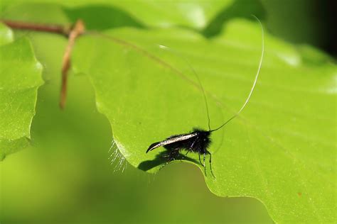  Quel est le Quenelle, cet insecte qui vole comme une fusée et possède des antennes en forme de peignes ?