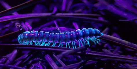  Quetzal Millipede : Une Créature aux Mille Jambes qui Brille comme un Bijou Rare !