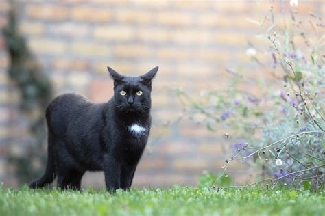 レクリエーション 脳トレ: なぜ猫は時々哲学者になるのか？