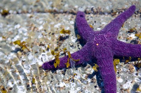  Renard de Mer: Une Créature Enigmatique aux Étoiles Marines Brillantes!