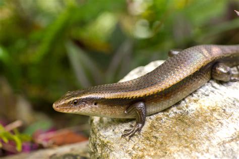  Skinks!  Des Reptiles Scalés aux Habits Brillants qui Ont une Prédilection pour les Espaces Ensoleillés et les Proies Délicates