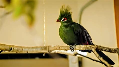  Turaco: Découvre les perroquets aux couleurs éclatantes qui font des bruits de grognements!