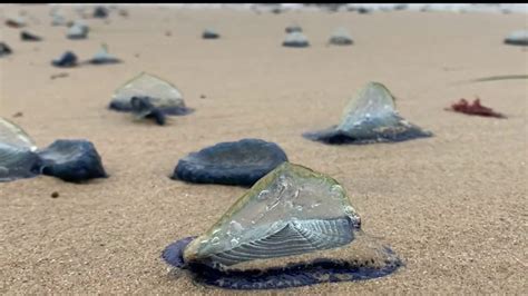  Velella: Une méduse drifter qui se nourrit de plancton et échappe aux prédateurs grâce à sa forme unique !