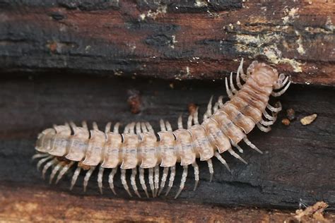  Witloof! Une Créature Myriapode Souterraine aux Jambes Innombrables