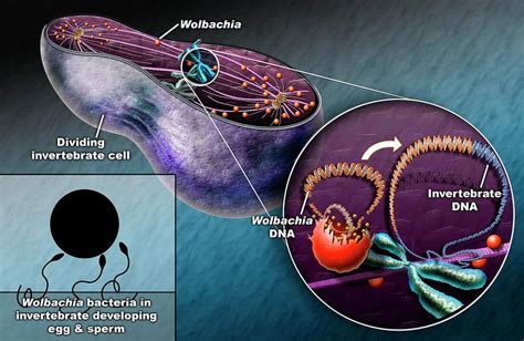  Wolbachia Une Exploration Fascinante d'un Parasite Manipulateur qui Détermine le Destin des Espèces