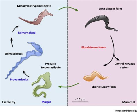  Xenosporidium - Un parasite unicellulaire aux pouvoirs de manipulation incroyables !