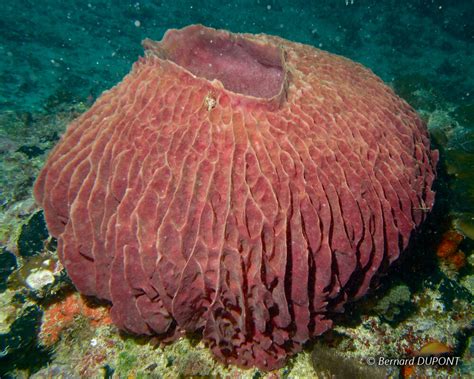  Xestospongia! Un Étrange Champignon de Mer à la Vie Sécréte