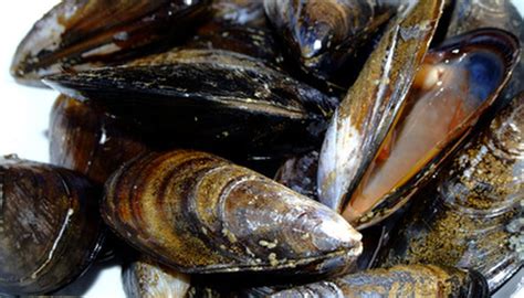  Yellow Mussel: Discover This Shellfish That Thrives In Salty And Brackish Waters!