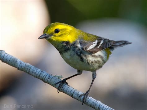  Yellow-throated Warbler: Un Oiseau à la Voix Mélodieuse qui Parcours les Forêts Nord-Américaines avec Élégance!