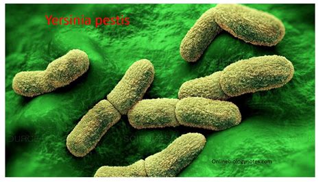  Yersinia pestis: Un Micro-organisme Minuscule Qui Déclenche De Grandes Epidémies!