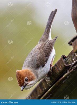  Yuhina! Un petit oiseau aux couleurs vives qui chante une mélodie douce et joyeuse dans les forêts tropicales asiatiques